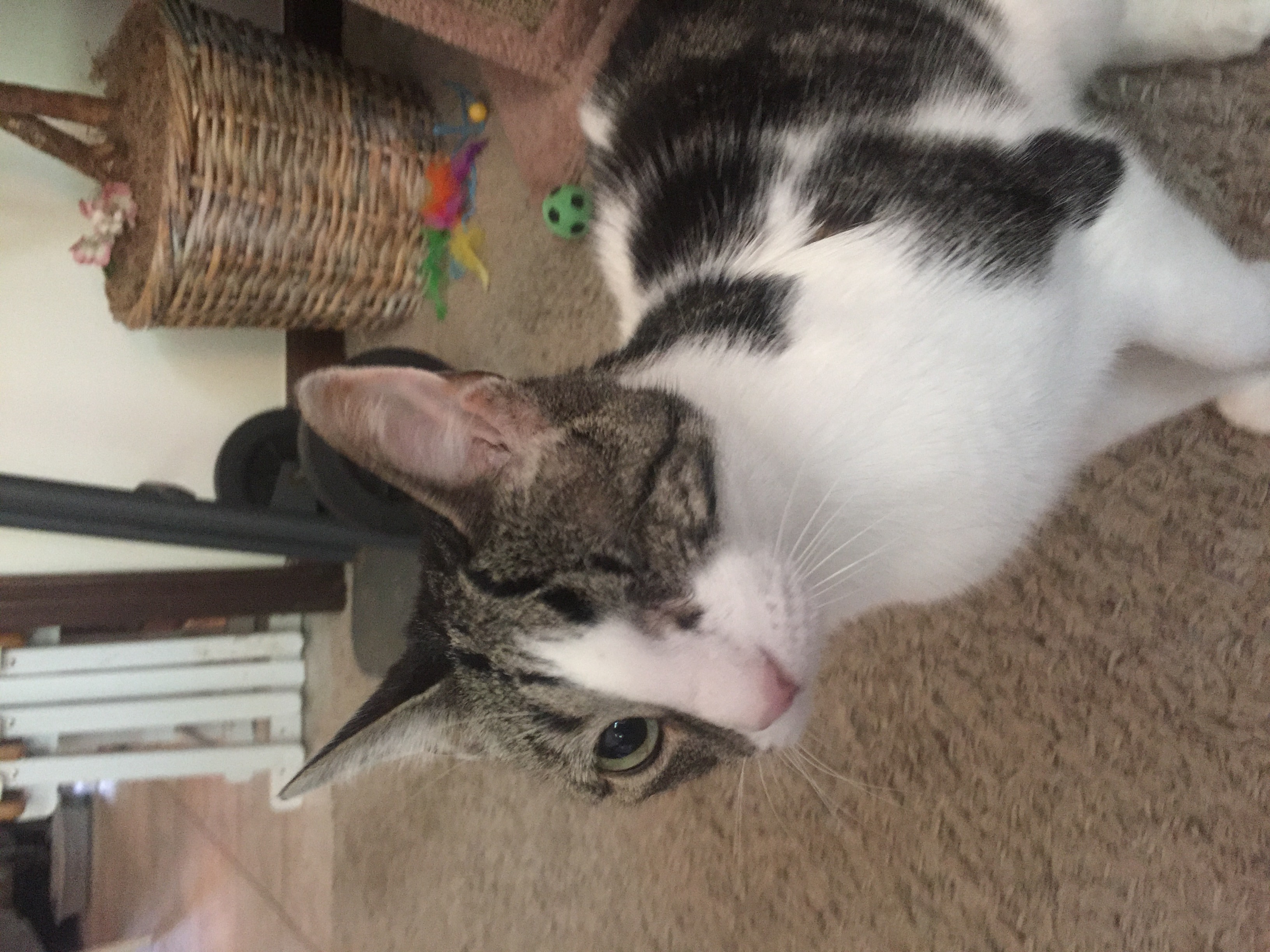 One of Sandra's feline friends